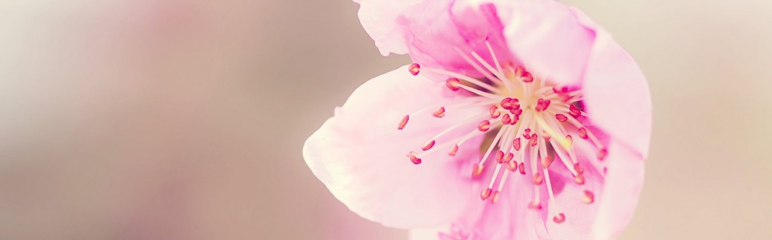 Cherry Life Blog